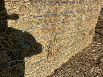 250mt Pasture Hay 650-700kg 8x4x3 Bales