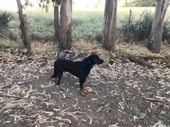 Black and Tan Kelpie