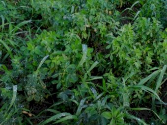 Lucerne seconds, cleaned & tested. This is a mix of dorm 7, 8 & 9 varieties.