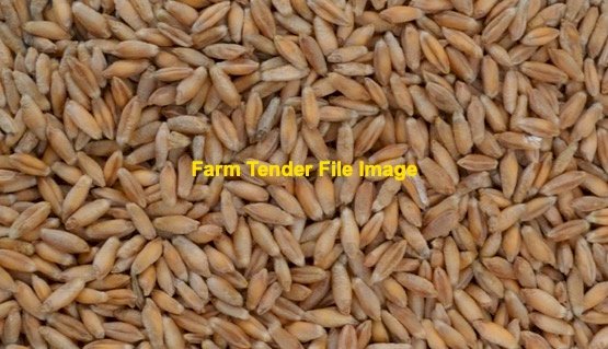 100m/t Triticale