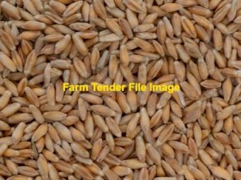 100m/t Triticale