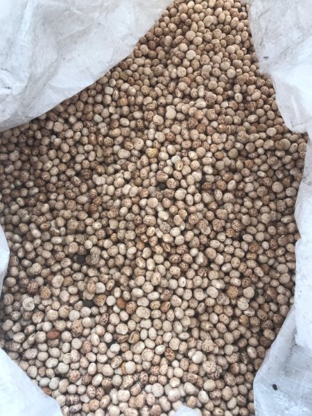 40 m/t  Lupins