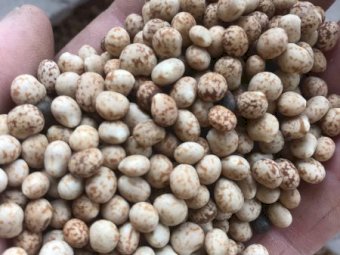 40 m/t  Lupins