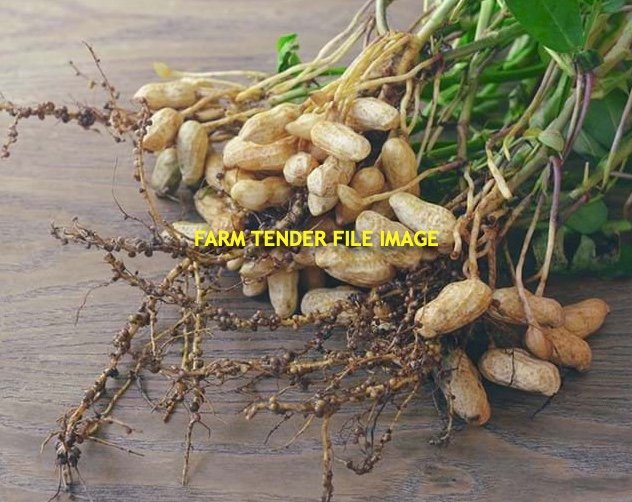 WANTED 1,000Kg/per mth Peanut Seeds for sowing