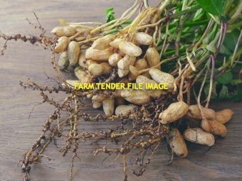 WANTED 1,000Kg/per mth Peanut Seeds for sowing