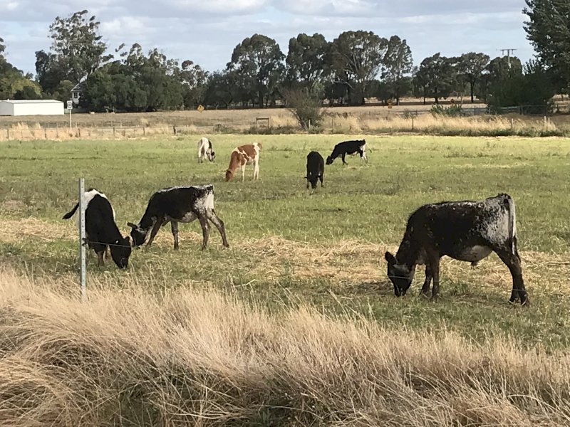 12 x Beef Calves
