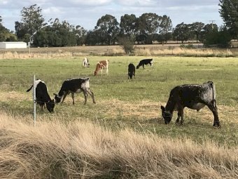 12 x Beef Calves