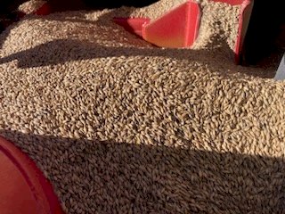 40t  BAR 3 Feed Barley