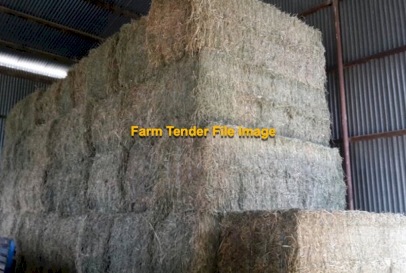 2nd Cut Lucerne