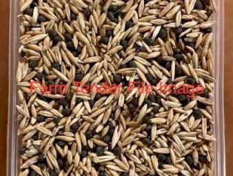 Vetch oat seed mix
