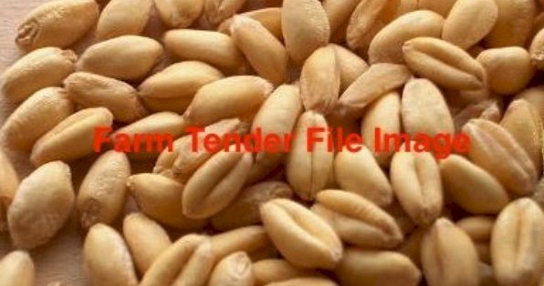 100MT ASW Wheat