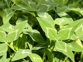 Balansa / arrow leaf mix