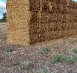 23' Season Balansa Clover 8x4x3 Bales