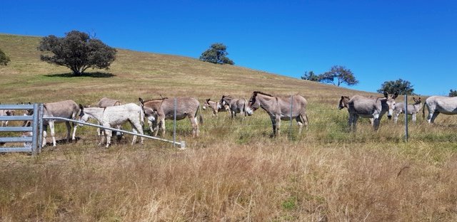 12  Grey Jerusalem Donkey Jacks