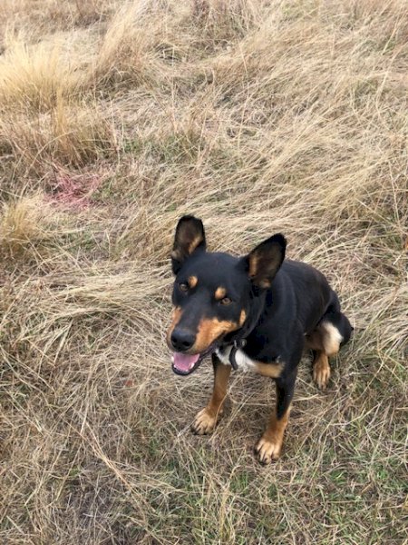 Working Dog
