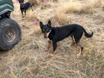 Working Dog