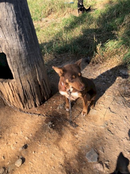 Working Dog