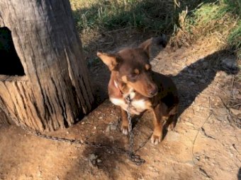Working Dog