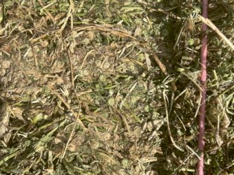 35mt Clover Hay 600kg 8x4x3 Bales (New Season 22/23)