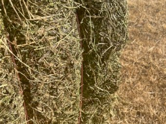 35mt Clover Hay 600kg 8x4x3 Bales (New Season 22/23)