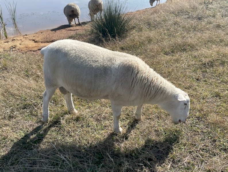 1 x 2021 Drop Wiltpoll Ram