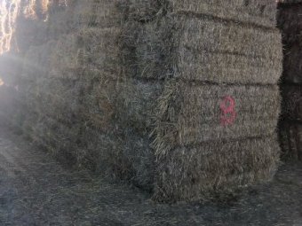 80mt Barley Hay 550-580kg 8x4x3 Bales
