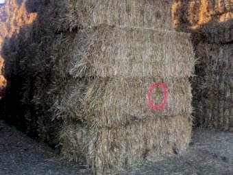 130mt Oaten Hay 550-580kg 8x4x3 Bales