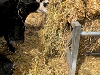 70mt Barley Hay 500-600kg 8x4x3 Bales (New Season 22/23)