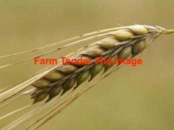 Feed Barley