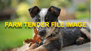 WANTED Blue Male Australian Cattle Dog