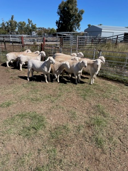 Aussie White rams