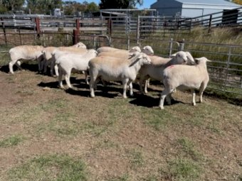 Aussie White rams