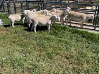 Aussie White rams