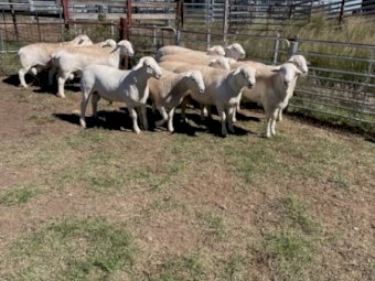 Aussie White rams