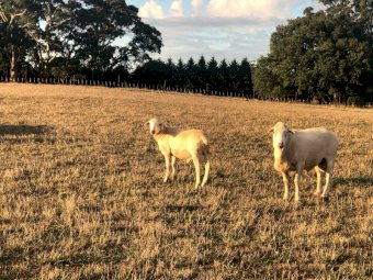 Aussie White Rams