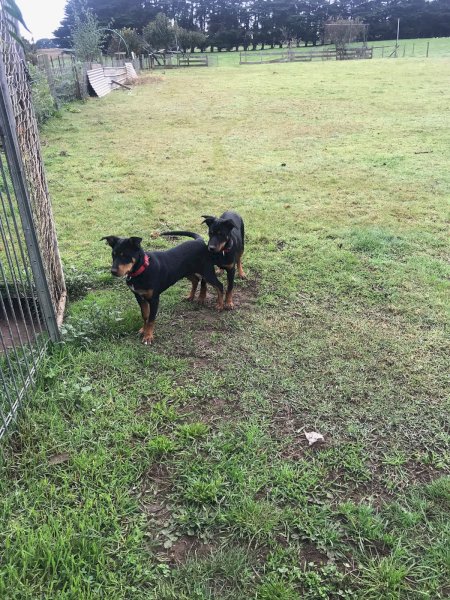 2 X Male Purebred Kelpies
