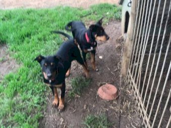 2 X Male Purebred Kelpies