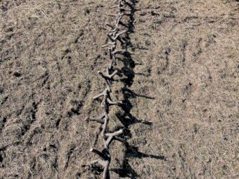 Ashmore 8m Diamond Prickle Chain