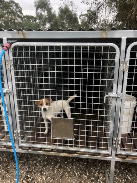 2 1/2 -year-old Jack Russell