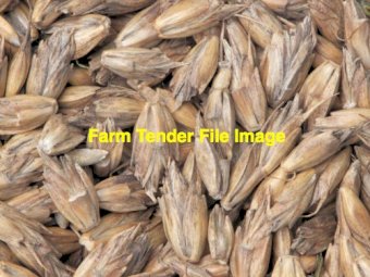 WANTED Spelt Seed