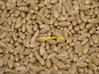 Approx. 900Kg Calibre Wheat