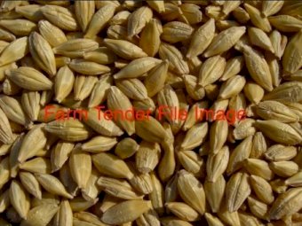 Approx. 2MT Cyclops Barley
