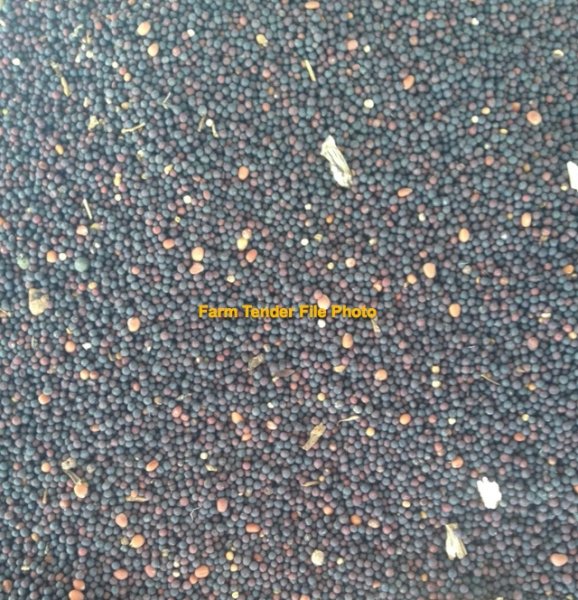 Canola Seed Invigor R4022P