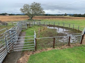 Set of Cattle Yards