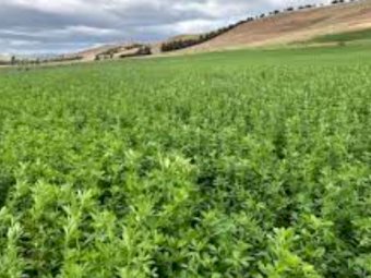 Winter active Lucerne seed seconds
