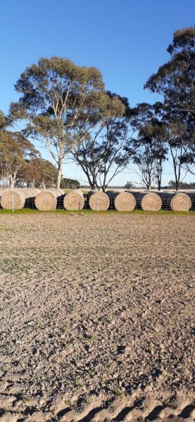 Balansa Clover Hay Rolls