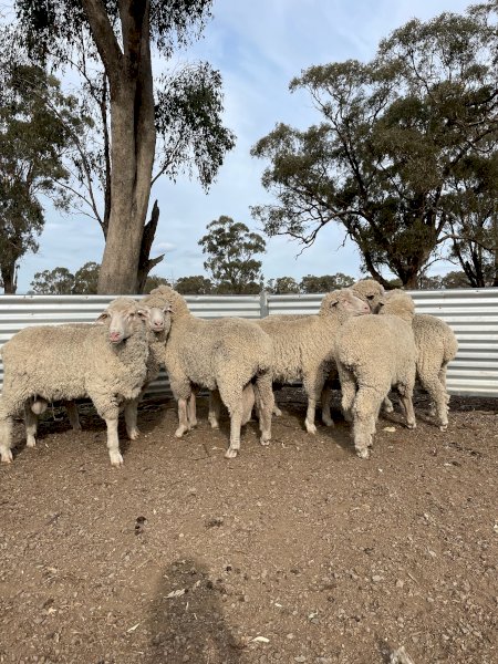 Merino Teasers x 30