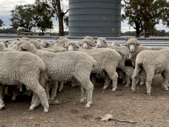 Merino Teasers x 30