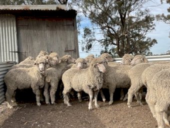 Merino Teasers x 30