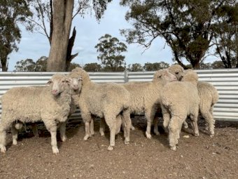 Merino Teasers x 30